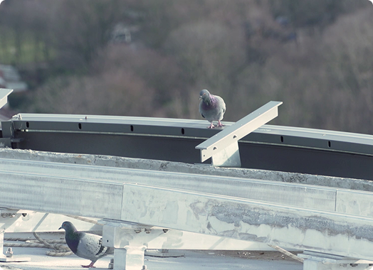 Warum Tauben nicht nur nervig, sondern teuer für Sie sind.